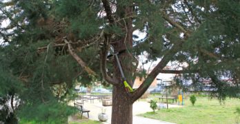 Забелязано в Свиленград: Кацнал на едно дърво /снимка/