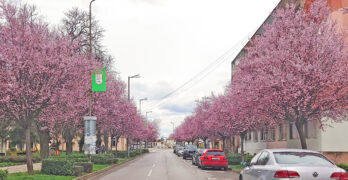 Забелязано в Свиленград: Японските вишни цъфтят предпролетно/снимка/
