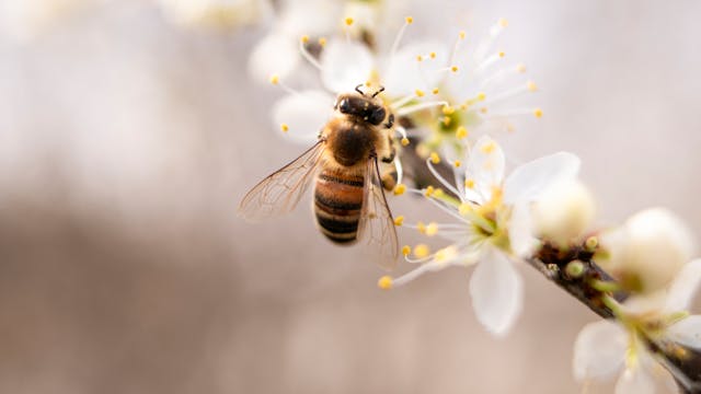 Танцовият език на медоносните пчели