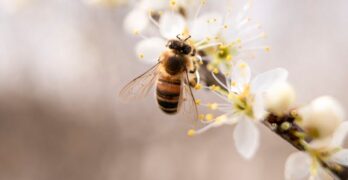 Танцовият език на медоносните пчели
