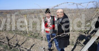 В свиленградското село Димитровче спазиха традицията и зарязаха лозето на Трифон Зарезан /обновена със снимки и видео/