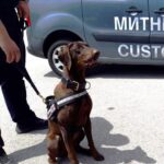 Куче – митничар, откри в шофьорска кабина на товарен автомобил недекларирана валута за близо 690 000 лева
