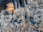 21 крави изгоряха в големия пожар в Сакар