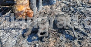 21 крави изгоряха в големия пожар в Сакар
