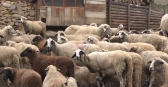 В село Чернодъб, община Свиленград, е констатирано огнище на шарка във ферма със 144 овце