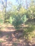 Полицаи откриха плантация с канабис край харманлийско село