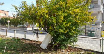 Забелязано в Свиленград: Нестандартен начин да подпреш дърво /снимка/