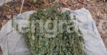 Свиленградчанин е арестуван, докато прибира реколтата от наркоплантация в Крумовградско