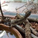 Екзотични животни предаде Агенция „Митници“ на терариума в Минерални бани