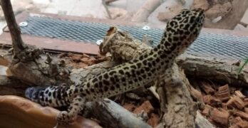 Екзотични животни предаде Агенция „Митници“ на терариума в Минерални бани