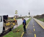 Общинско предприятие  „Благоустрояване  озеленяване“ на Свиленград засади 35 чинара край велоалеята  на околовръстния път
