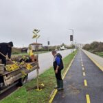 Общинско предприятие  „Благоустрояване  озеленяване“ на Свиленград засади 35 чинара край велоалеята  на околовръстния път