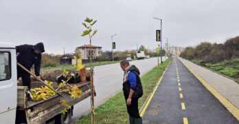Общинско предприятие „Благоустрояване озеленяване“ на Свиленград засади 35 чинара край велоалеята на околовръстния път