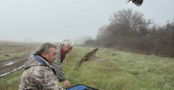 ЛРД -Свиленград разсели над 700 пернати из ловните полета на дружинките