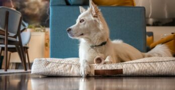 Как да научите кучето си да обича леглото си