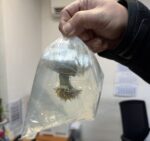 Митничари задържаха живи корали на МП „Капитан Андреево“, община Свиленград