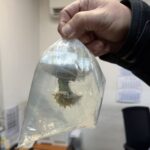 Митничари задържаха живи корали на МП „Капитан Андреево“, община Свиленград