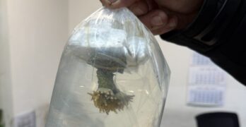 Митничари задържаха живи корали на МП „Капитан Андреево“, община Свиленград