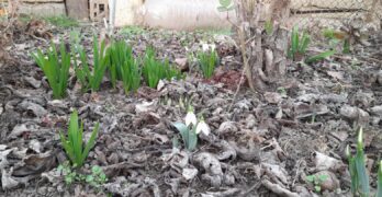 Забелязано в Свиленград: Не е за първа година … /снимки/