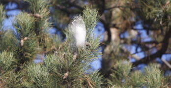В Свиленград е забелязан най-опасният листогризещ насекомен вредител по боровете