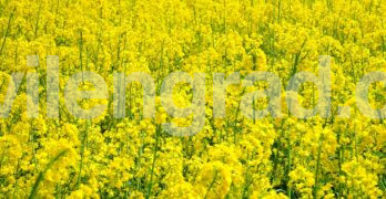 Покана за общо събрание на ЗПК „Тунджа“, с. Сладун, община Свиленград