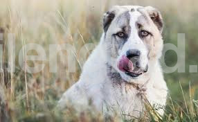 Мъж намушка с нож куче от породата „Алабай“, той го нахапа и вкара в болница