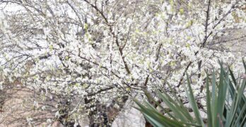 Забелязано в Свиленград: В рязкото падане на температурите /снимки/