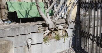 Забелязано в Свиленград: Смокини изникнали и пораснали в стена/снимки/