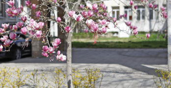 Забелязано в Свиленград: Днес, 27март/снимки/