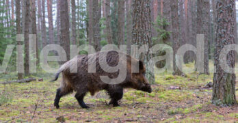 Ловците от ЛРД-Свиленград отстреляха 58 диви прасета  през сезона 25/26 година