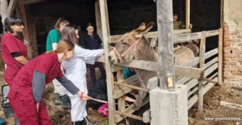 Студенти проведоха профилактичен преглед и лечение на група магарета в с. Левка, община Свиленград