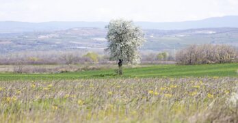 Забелязано в Свиленград: Днес, край града/снимки/