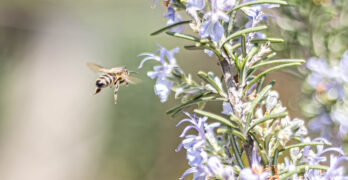Забелязано в Свиленград: И в деня за размисъл/снимка/
