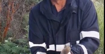 Пожарникари от Любимец хванаха змия в къща и я пуснаха  в естествената и среда